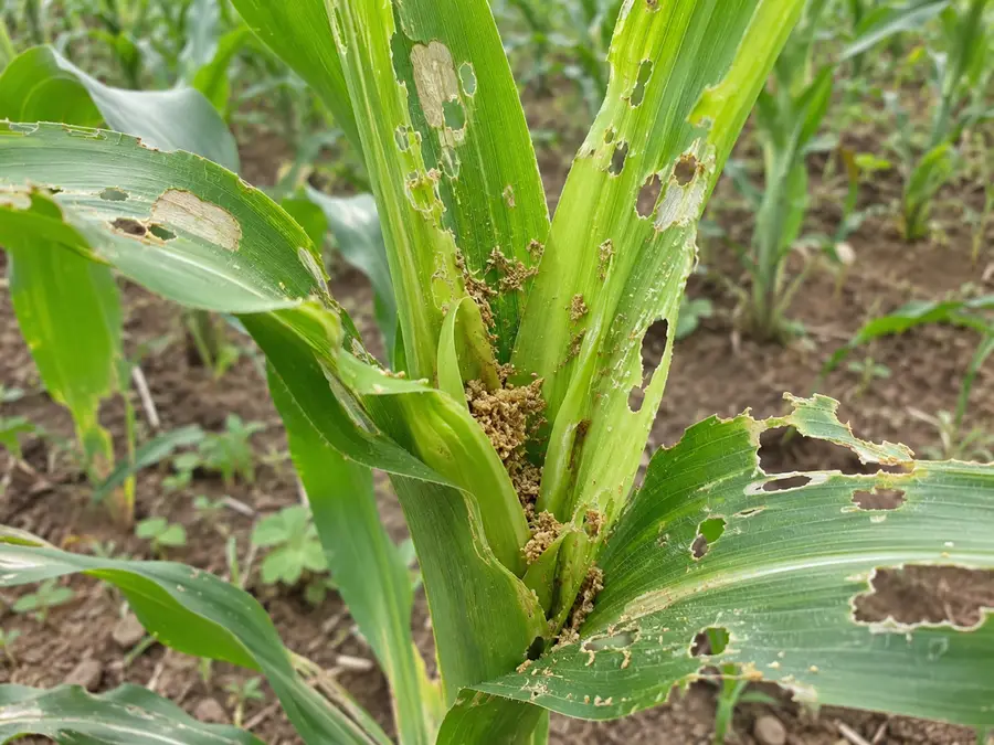 Fall armyworm, photo 2
